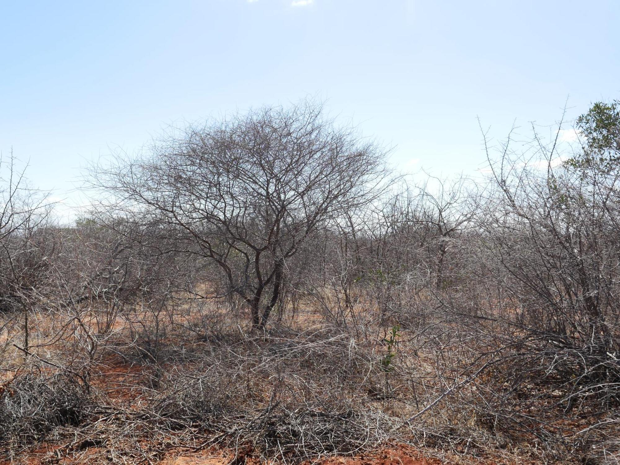 Tausa Tsavo Eco Lodge Voi エクステリア 写真
