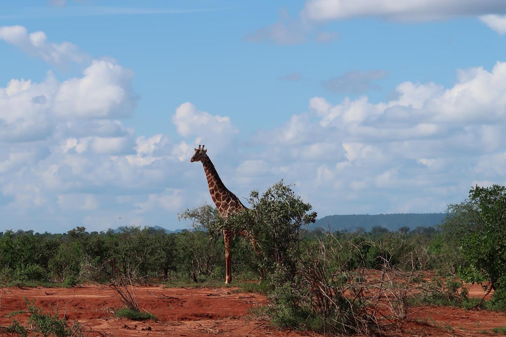 Tausa Tsavo Eco Lodge Voi エクステリア 写真