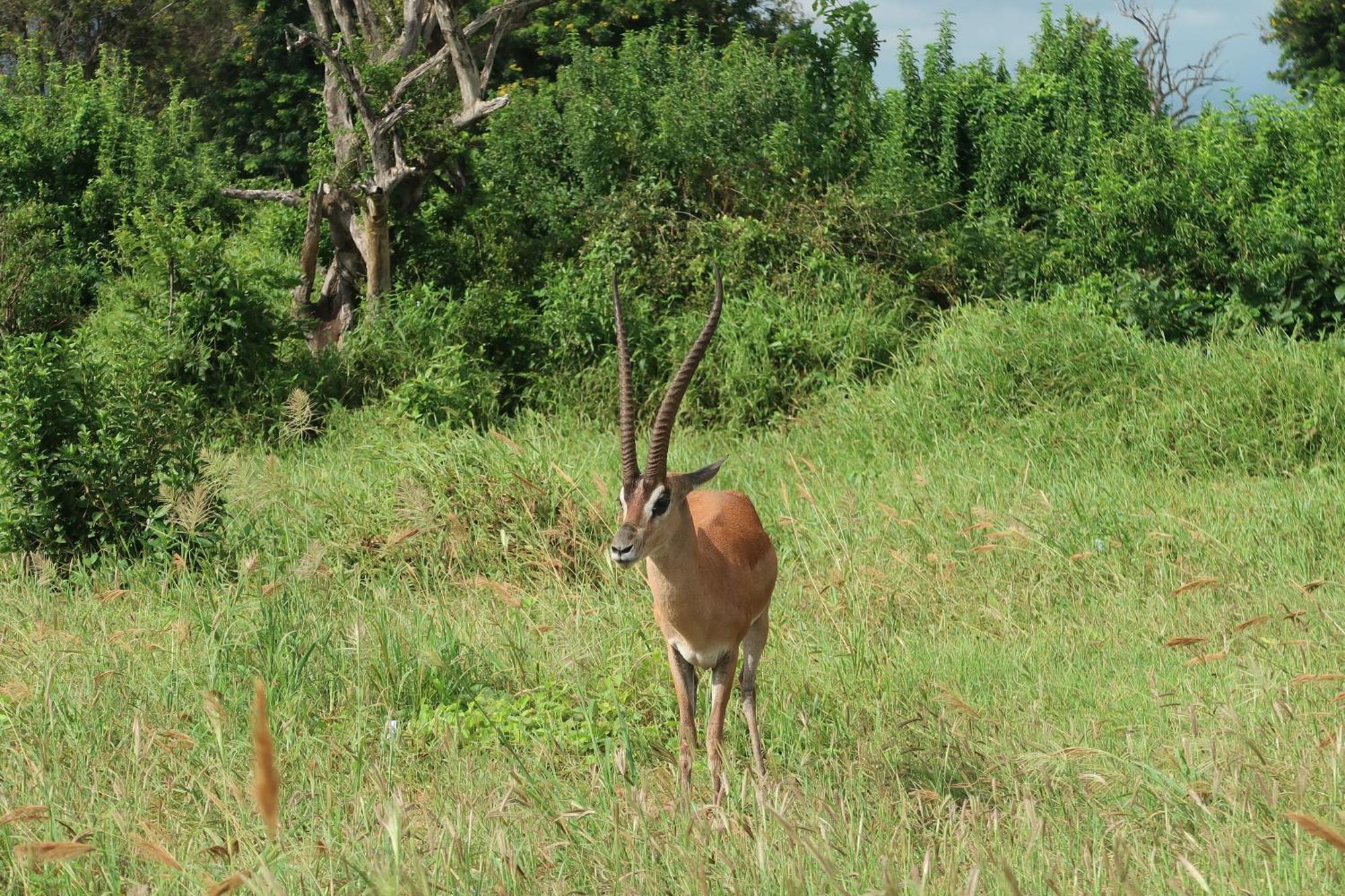 Tausa Tsavo Eco Lodge Voi エクステリア 写真