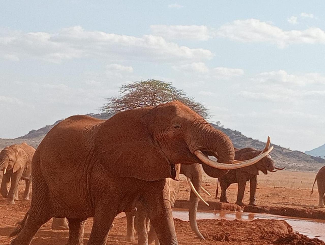 Tausa Tsavo Eco Lodge Voi エクステリア 写真