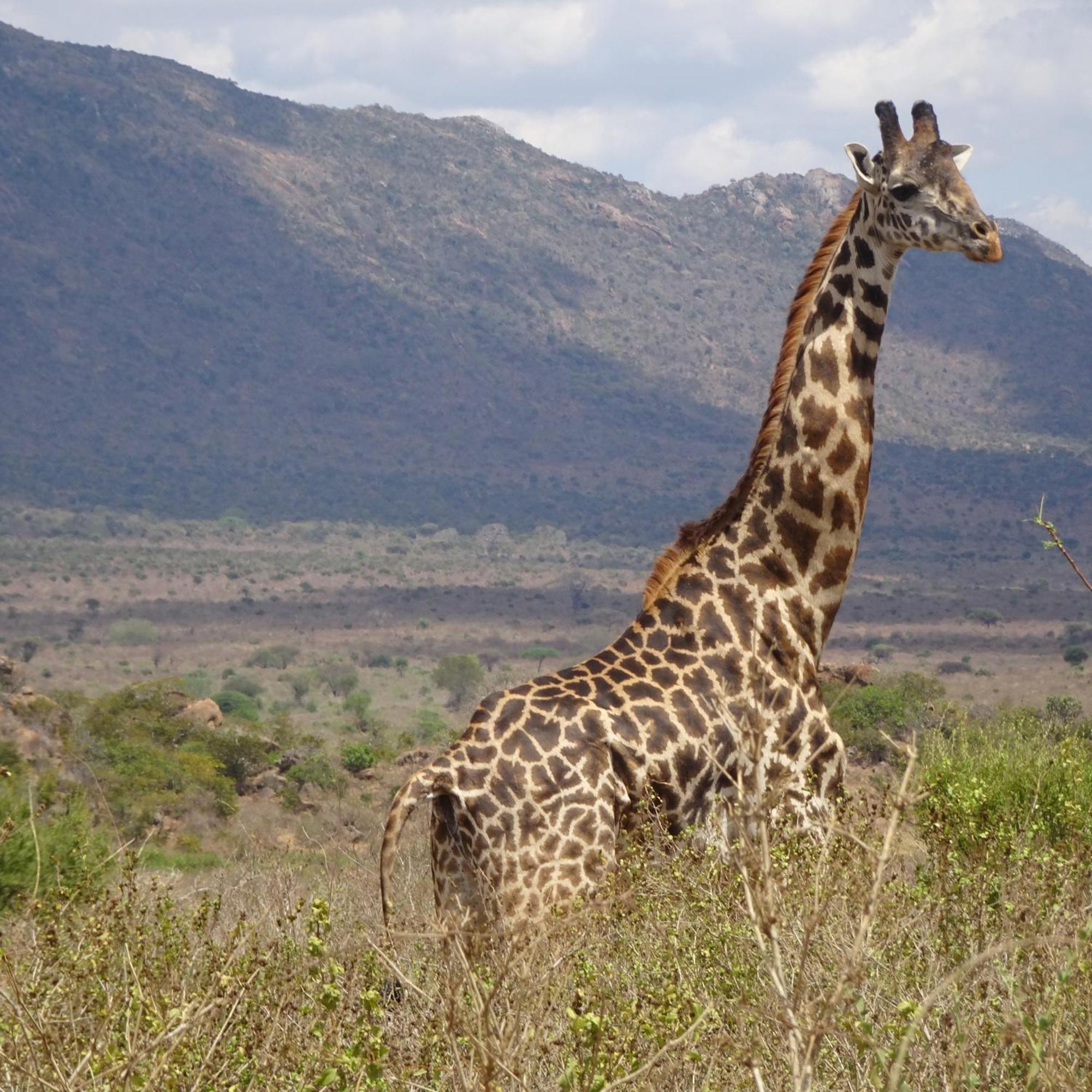 Tausa Tsavo Eco Lodge Voi エクステリア 写真