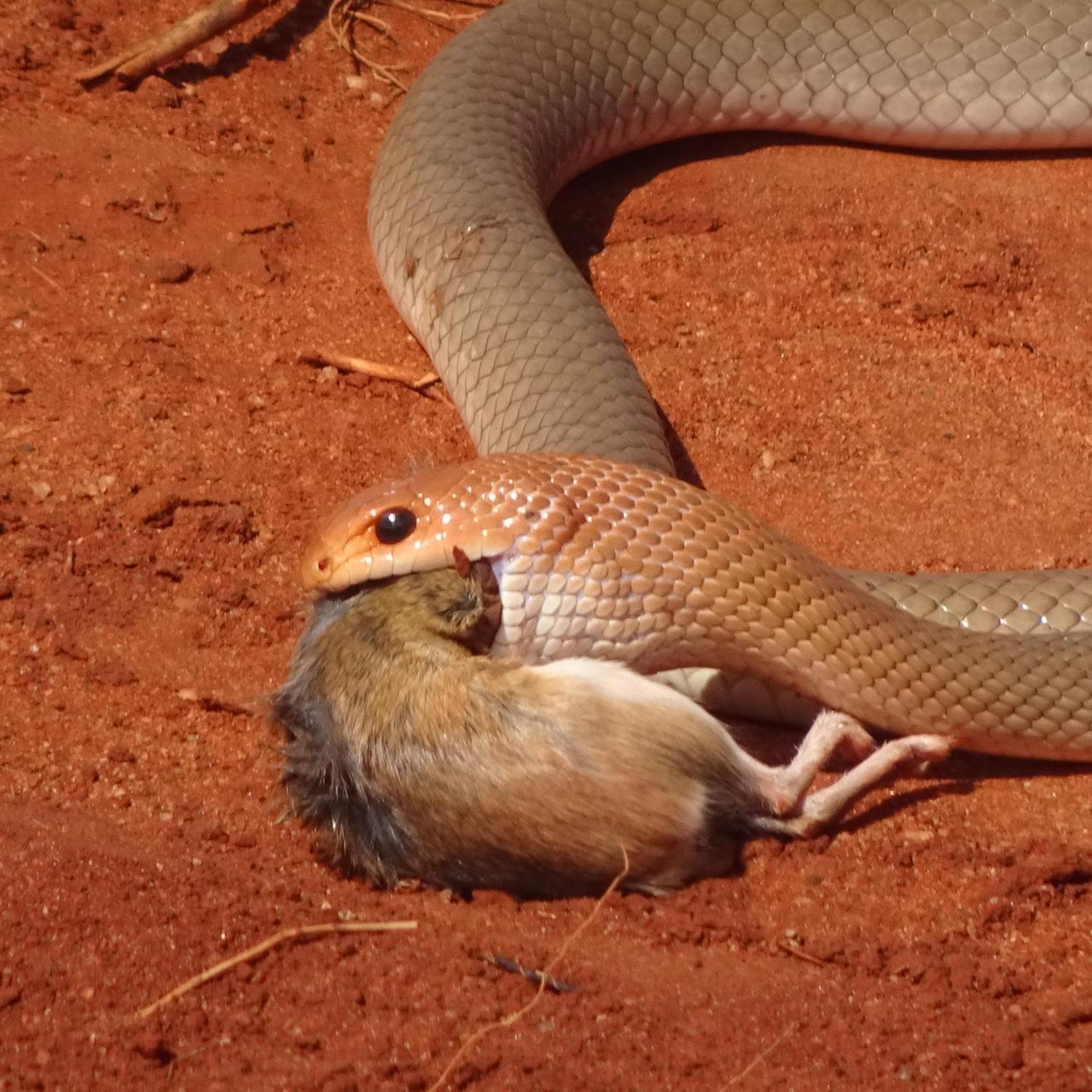 Tausa Tsavo Eco Lodge Voi エクステリア 写真