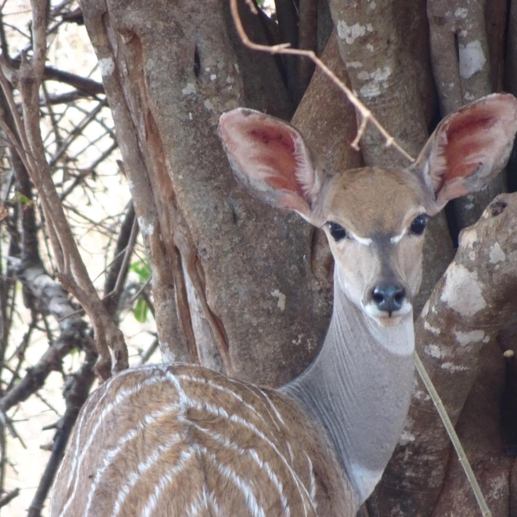 Tausa Tsavo Eco Lodge Voi エクステリア 写真
